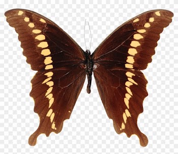 Butterfly Papilioninae Papilio Mackinnoni - Michelle Glennon - Nature 4 Canvas