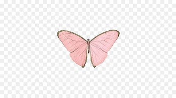 Butterfly Papillon dog Insect Nymphalidae Pink - Pink butterfly 