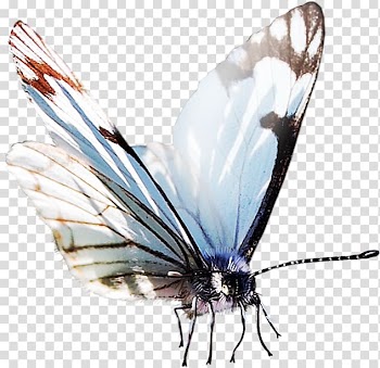 Butterfly Papillon dog Insect , watercolor butterfly transparent background PNG clipart