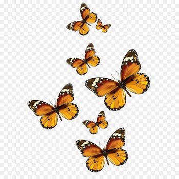 Butterfly Papua New Guinea Flight Bird - Butterflies Vector PNG Clipart Picture 