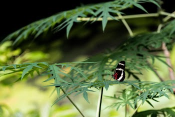 Butterfly Perched On Plant