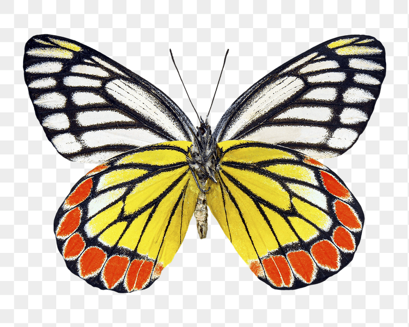Butterfly png animal sticker, transparent | Free PNG - rawpixel