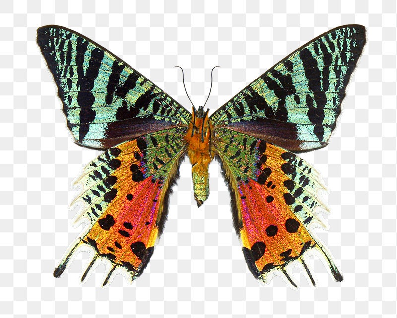 Butterfly png animal sticker, transparent | Free PNG - rawpixel