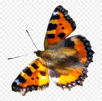 Butterfly Png By Bunny With Camera - Butterfly