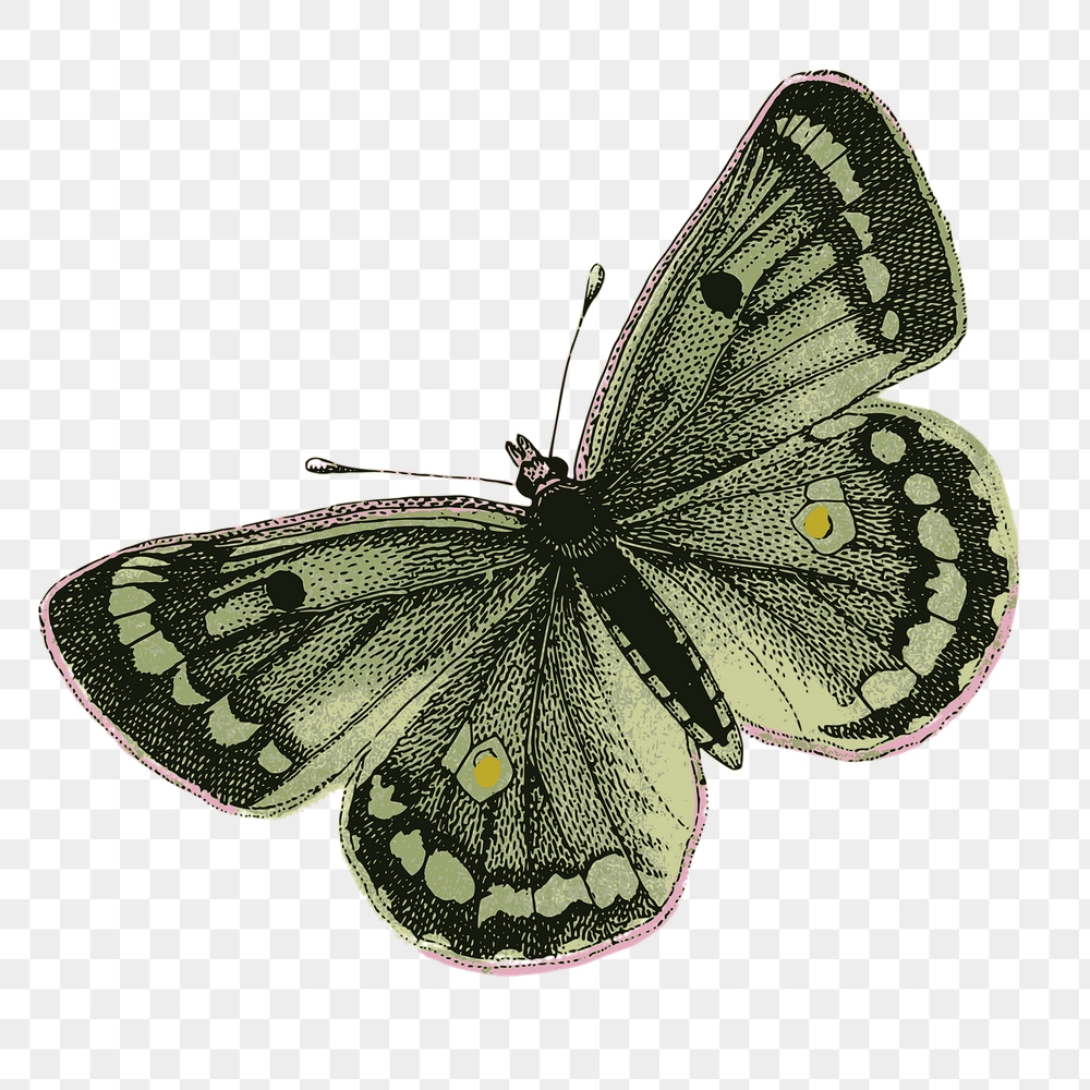 Butterfly png insect sticker, clouded | Free PNG - rawpixel
