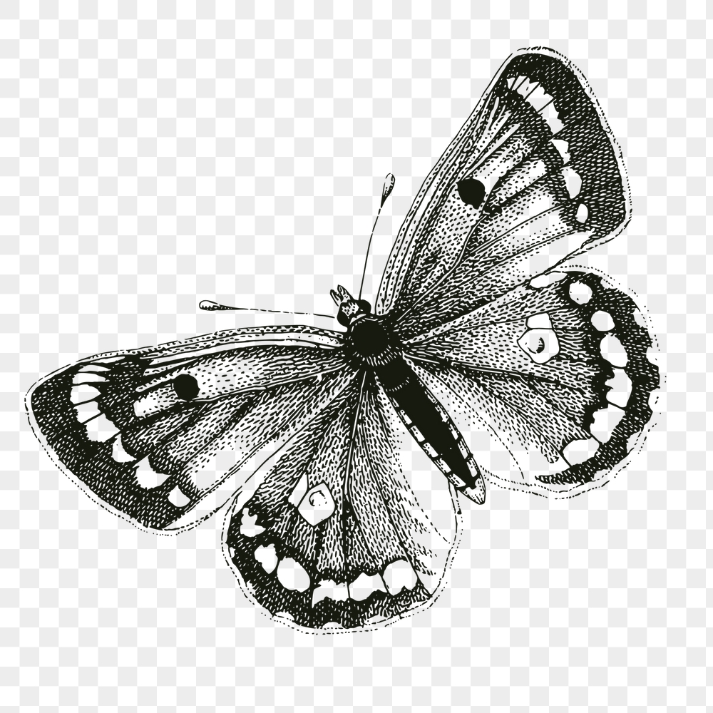 Butterfly png insect sticker, clouded | Free PNG - rawpixel