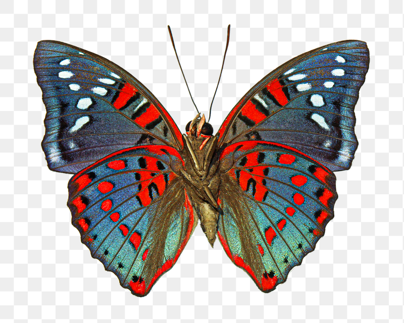 Butterfly png insect sticker, transparent | Free PNG - rawpixel