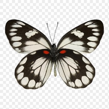 Butterfly png sticker, animal cut | Free PNG - rawpixel