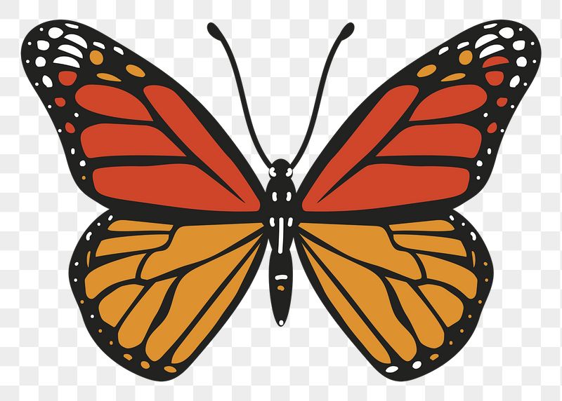 Butterfly png sticker, cute illustration, | Free PNG Illustration - rawpixel