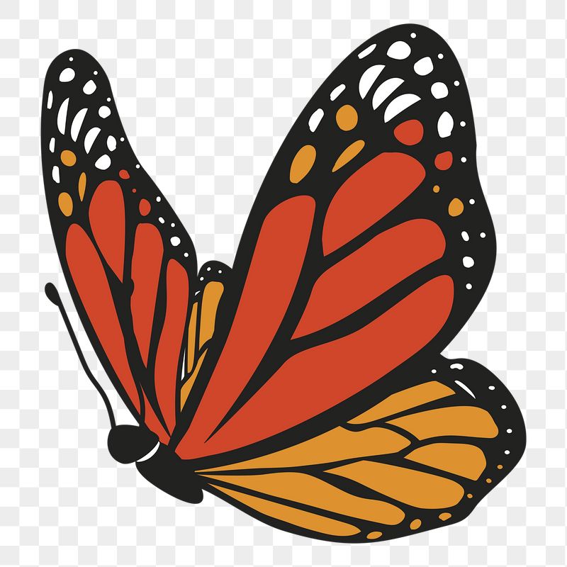 Butterfly png sticker, cute illustration, | Free PNG Illustration - rawpixel
