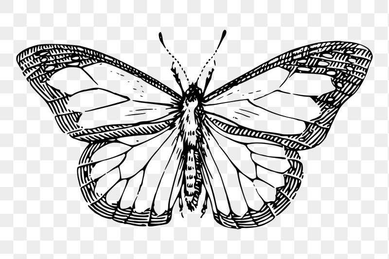 Butterfly  png sticker illustration, | Free PNG - rawpixel