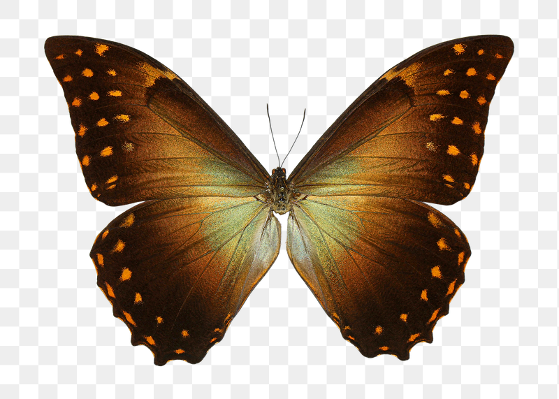 Butterfly png sticker, transparent background | Free PNG - rawpixel