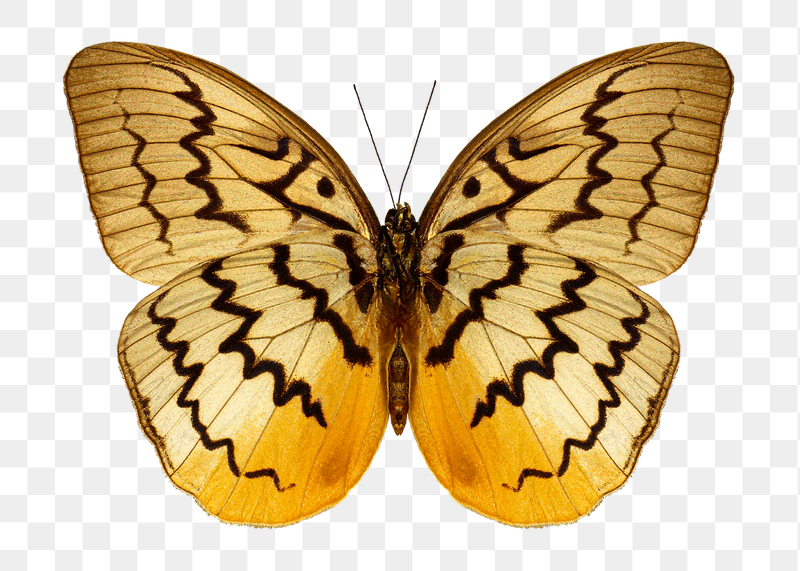 Butterfly png sticker, transparent background | Free PNG - rawpixel