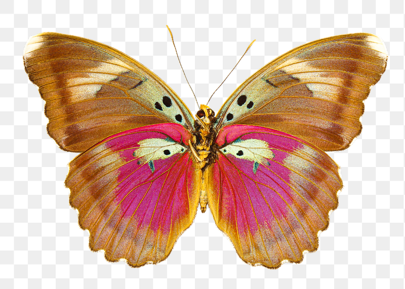 Butterfly png sticker, transparent background | Free PNG - rawpixel