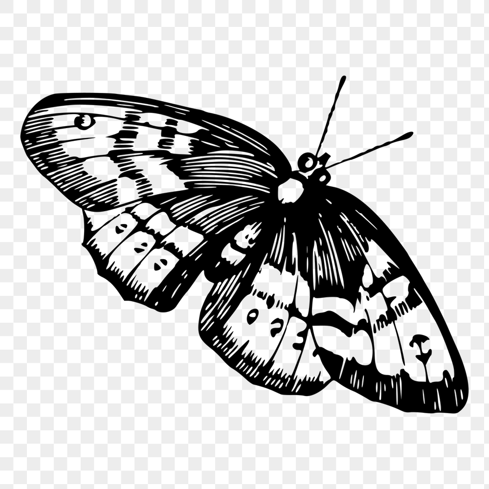 Butterfly png sticker, vintage insect | Free PNG - rawpixel