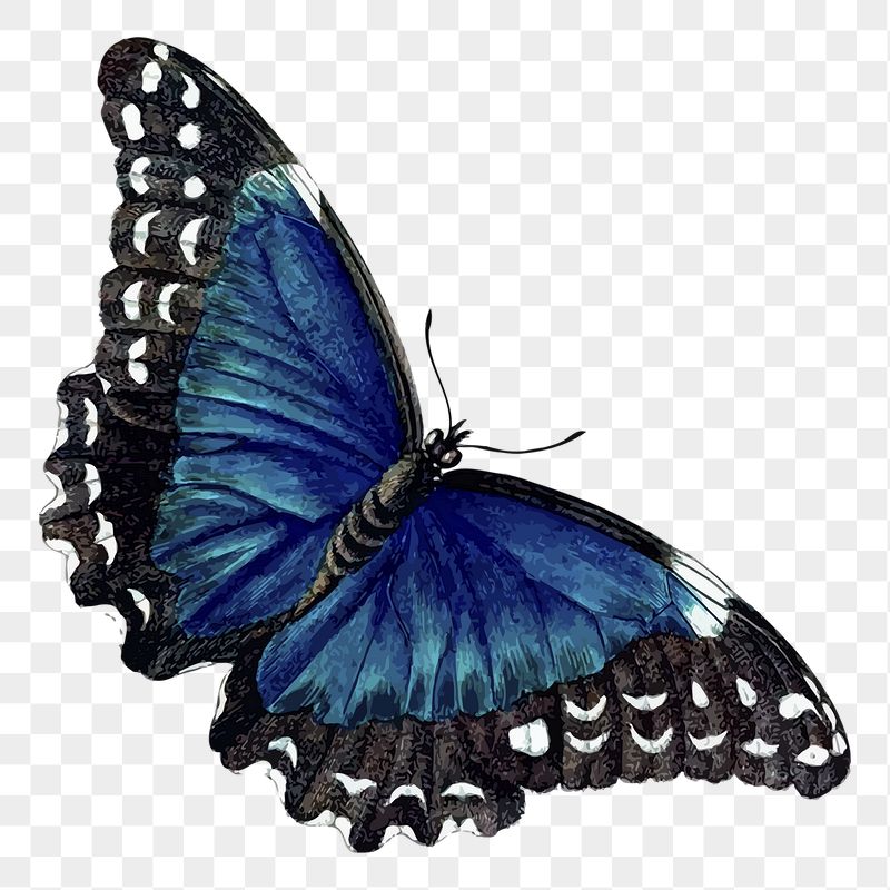 Butterfly png sticker, vintage insect | Free PNG - rawpixel