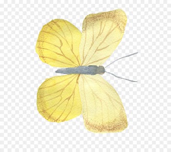 Butterfly Portable Network Graphics Image Yellow - butterfly 