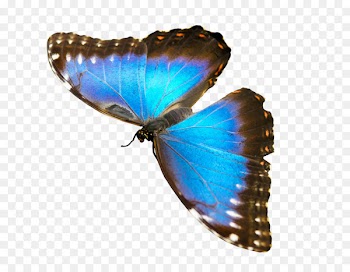 Butterfly Pterygota Gossamer-winged butterflies Image - butterfly 