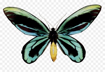 Butterfly Queen Alexandra's birdwing Ornithoptera goliath Ornithoptera priamus -  
