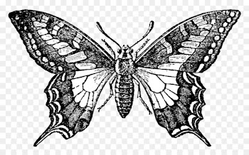 Butterfly Rubber stamp Printing Etsy - vintage background 