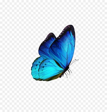 Butterfly Samsung Galaxy S8 Karner blue - butterfly 