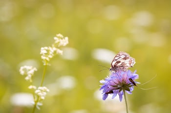 Butterfly Sits on Purple Flower