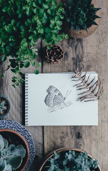 butterfly sketch on white sketchbook