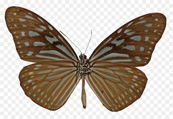 Butterfly Stock photography Clip art Tiger butterflies Royalty-free - butterfly 