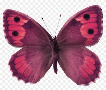 Butterfly Stock Photography The Hermit - Living Nature