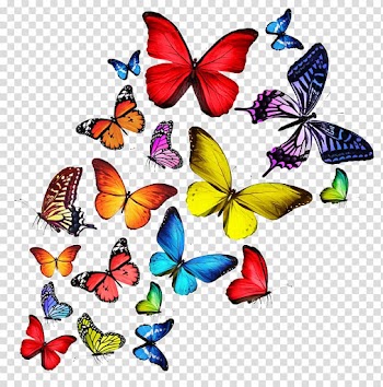 Butterfly T-shirt , Colorful butterfly transparent background PNG clipart