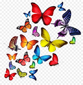 Butterfly T-shirt Stock photography Wallpaper - Colorful butterfly 