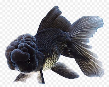 Butterfly tail Panda Telescope Ranchu Bubble Eye - fish 