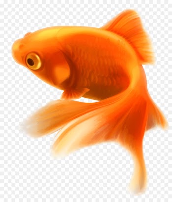 Butterfly tail Ryukin Fish Clip art - fish 