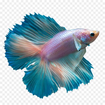 Butterfly tail Siamese fighting fish Butterfly Koi Peaceful betta - betta 