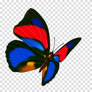 Butterfly Transparency and translucency Icon, Colorful butterfly transparent background PNG clipart