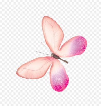 Butterfly Transparency and translucency - Pink Butterfly 