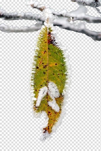 Butterfly Twig Christmas ornament Leaf, leaf transparent background PNG clipart