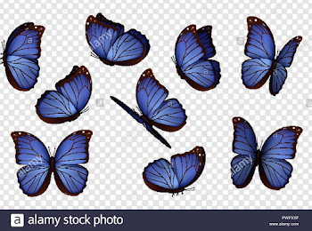 Butterfly vector. Purple isolated butterflies. Insects with bright ...