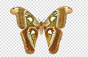 Butterfly Vintage clothing .xchng Animal, butterfly transparent background PNG clipart