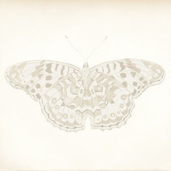 Butterfly vintage illustration | Free Photo Illustration - rawpixel