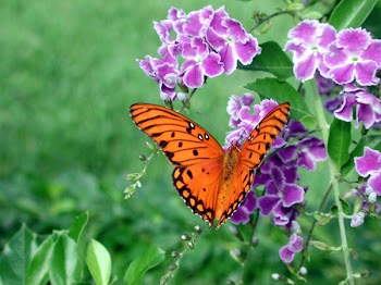 butterfly_wallpaper_inhanced.jpg