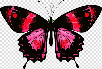 Butterfly , watercolor butterfly transparent background PNG clipart