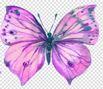 Butterfly Watercolor painting Art, grace transparent background PNG clipart