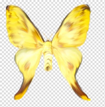 Butterfly Watercolor painting Pieridae Yellow Silkworm, butterfly transparent background PNG clipart