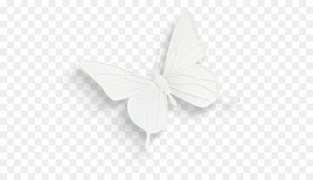 Butterfly White Black - White three-dimensional butterfly 