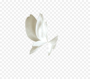Butterfly White Gratis - White butterfly 
