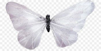 Butterfly White - White Butterfly 
