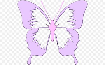 butterfly wing insect moths and butterflies purple