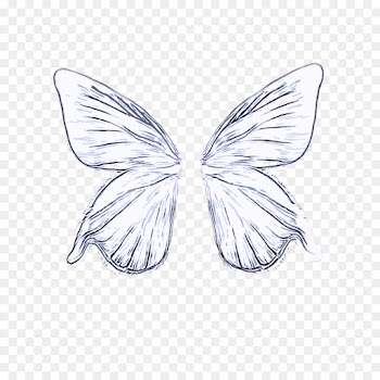 butterfly wing moths and butterflies insect line art