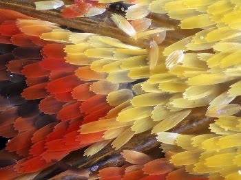 Butterfly wing nature macro insects | Free Photo - rawpixel